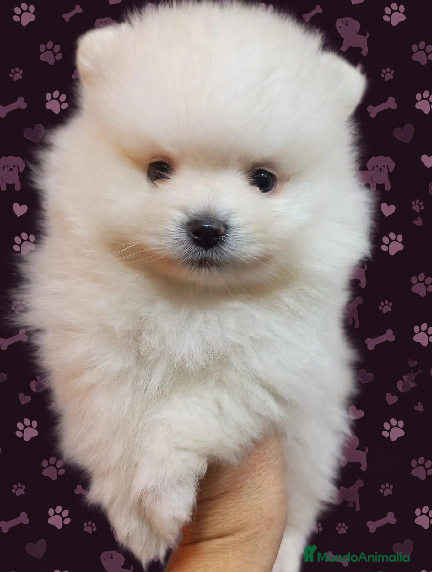 Pomerania perros en venta: Lulu pomerania, oportunidad - Anuncio 1