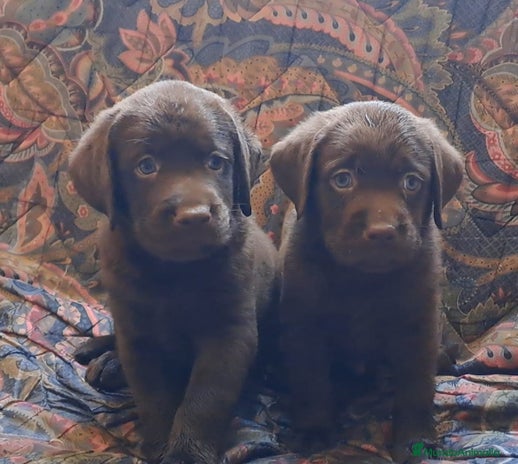 Labrador Retriever perros - Anuncio 1