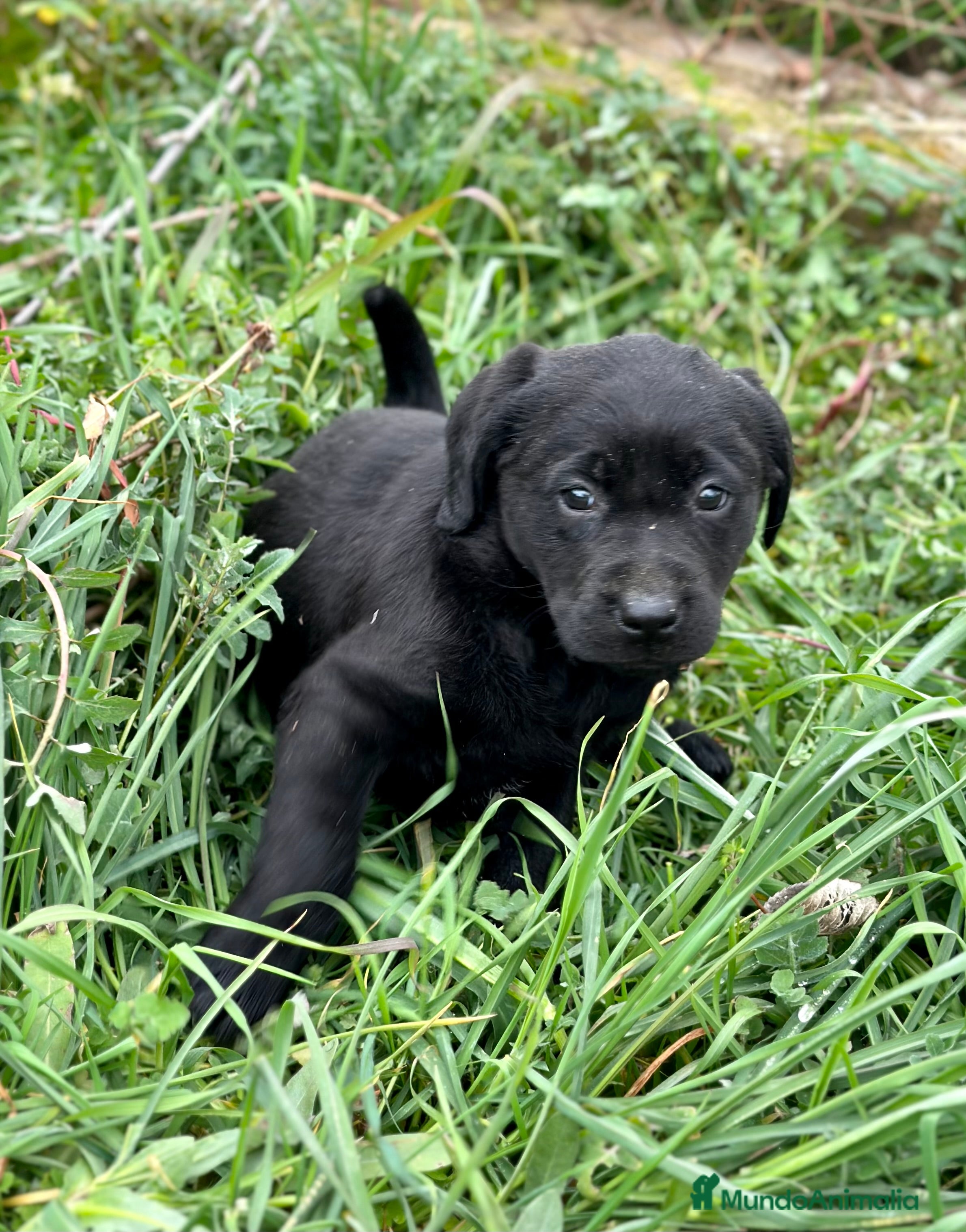 Labrador Retriever perros LABRADOR RETRIEVER NEGRO! en Barcelona - Anuncio 27