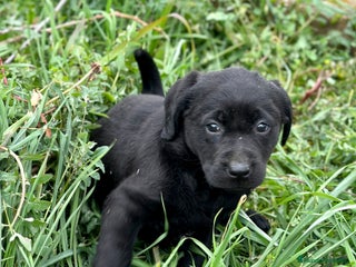 Labrador Retriever perros en Barcelona - Anuncio 20