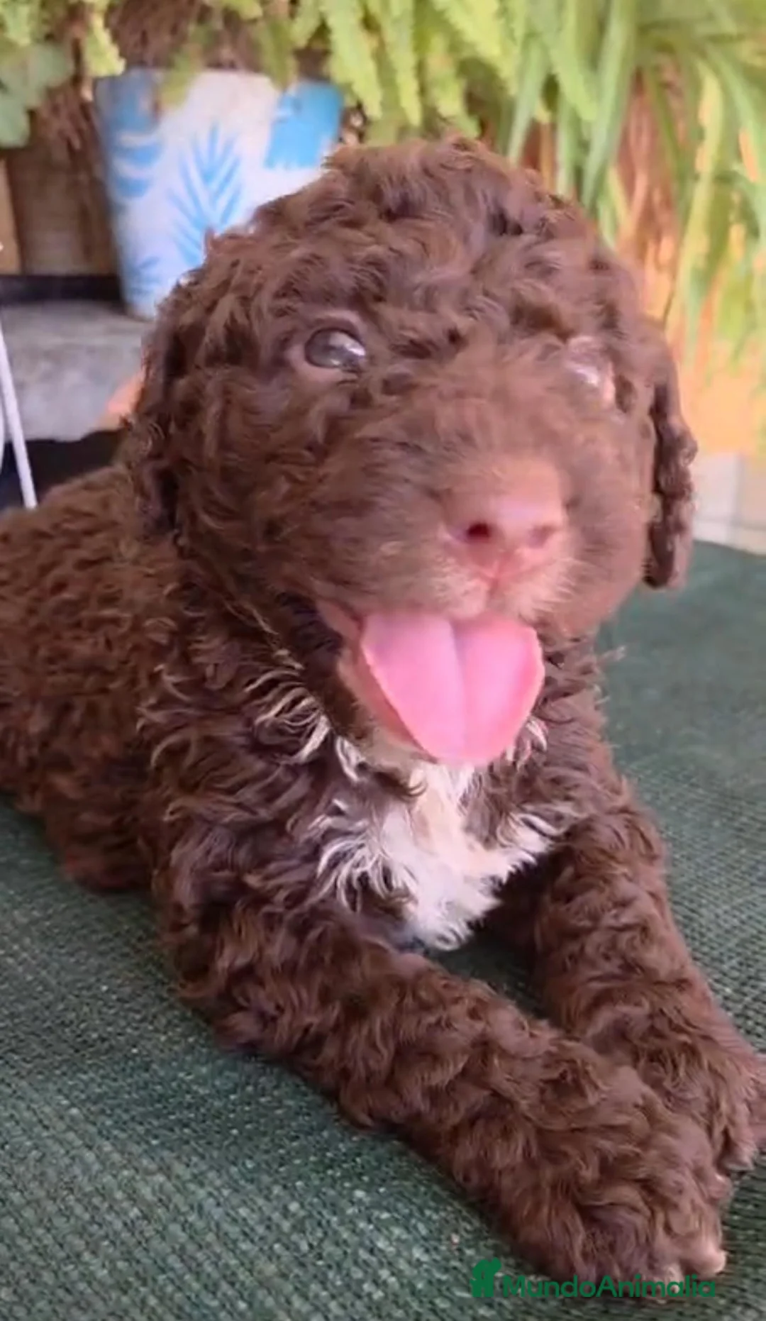 Perro de Agua Español perros en venta: PRECIOSOS CACHORROS DE PDA en Zaragoza - Anuncio 1