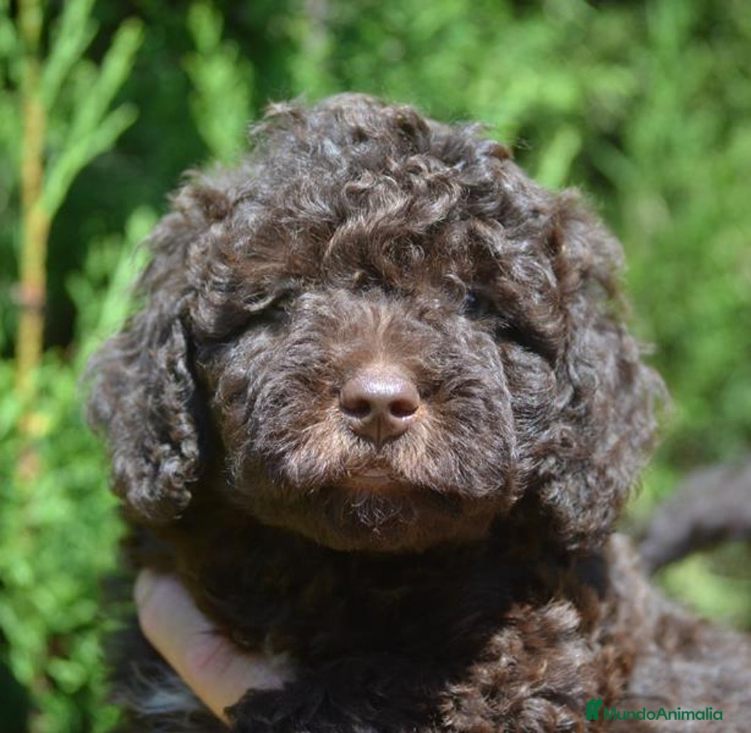 Perro de Agua Español perros en venta: Cachorras hembras de perro de agua español - Imagen 15