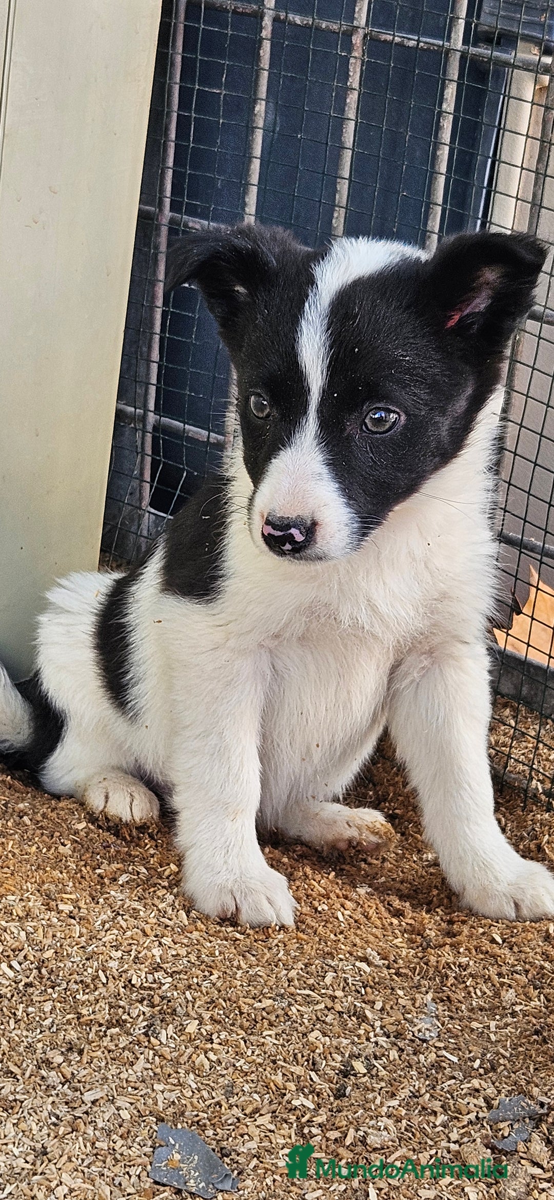 Border Collie perros en venta: Border collie  - Anuncio 3