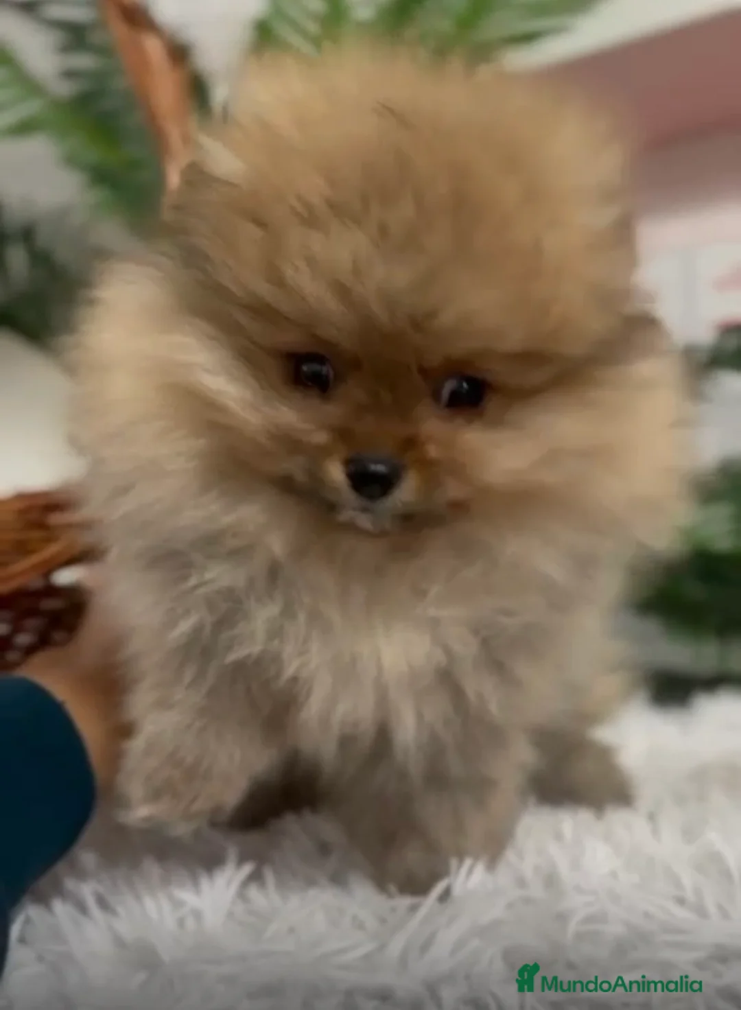 Pomerania perros en venta: POMERANIA LISTO PARA ENTREGAR - Anuncio 1