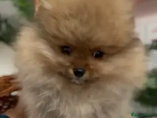 Pomerania perros POMERANIA LISTO PARA ENTREGAR - Anuncio 1
