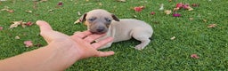Pequeño Lebrel Italiano perros en venta: Galgo Enano Piccolo machitos - Anuncio 6