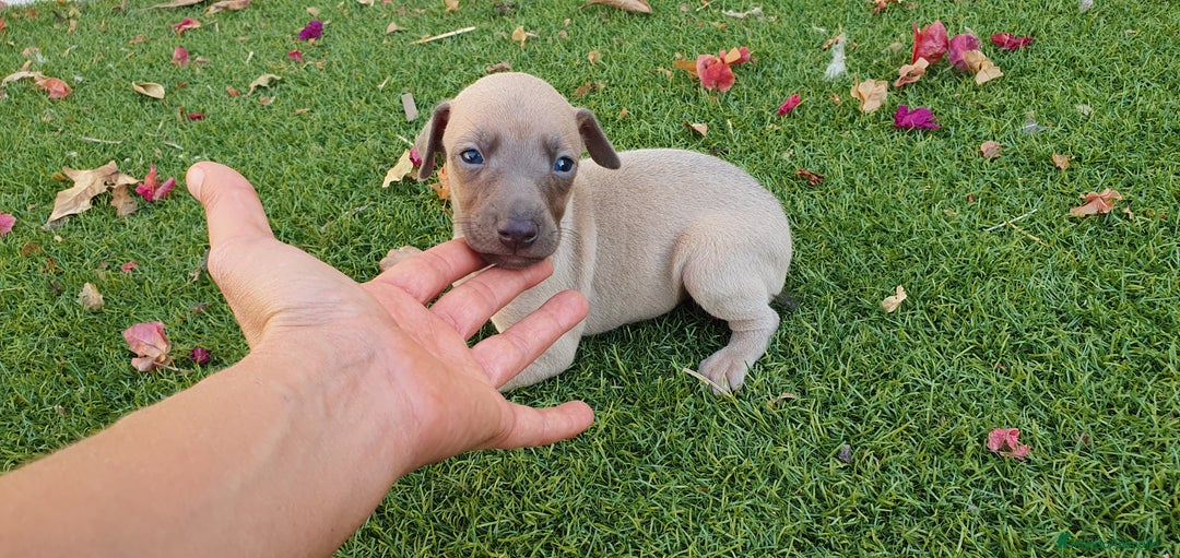 Pequeño Lebrel Italiano perros en venta: Galgo Enano Piccolo machitos - Imagen 3