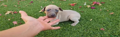 Pequeño Lebrel Italiano Cachorro 1
