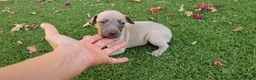 Pequeño Lebrel Italiano perros en venta: Galgo Enano Piccolo machitos - Anuncio 6