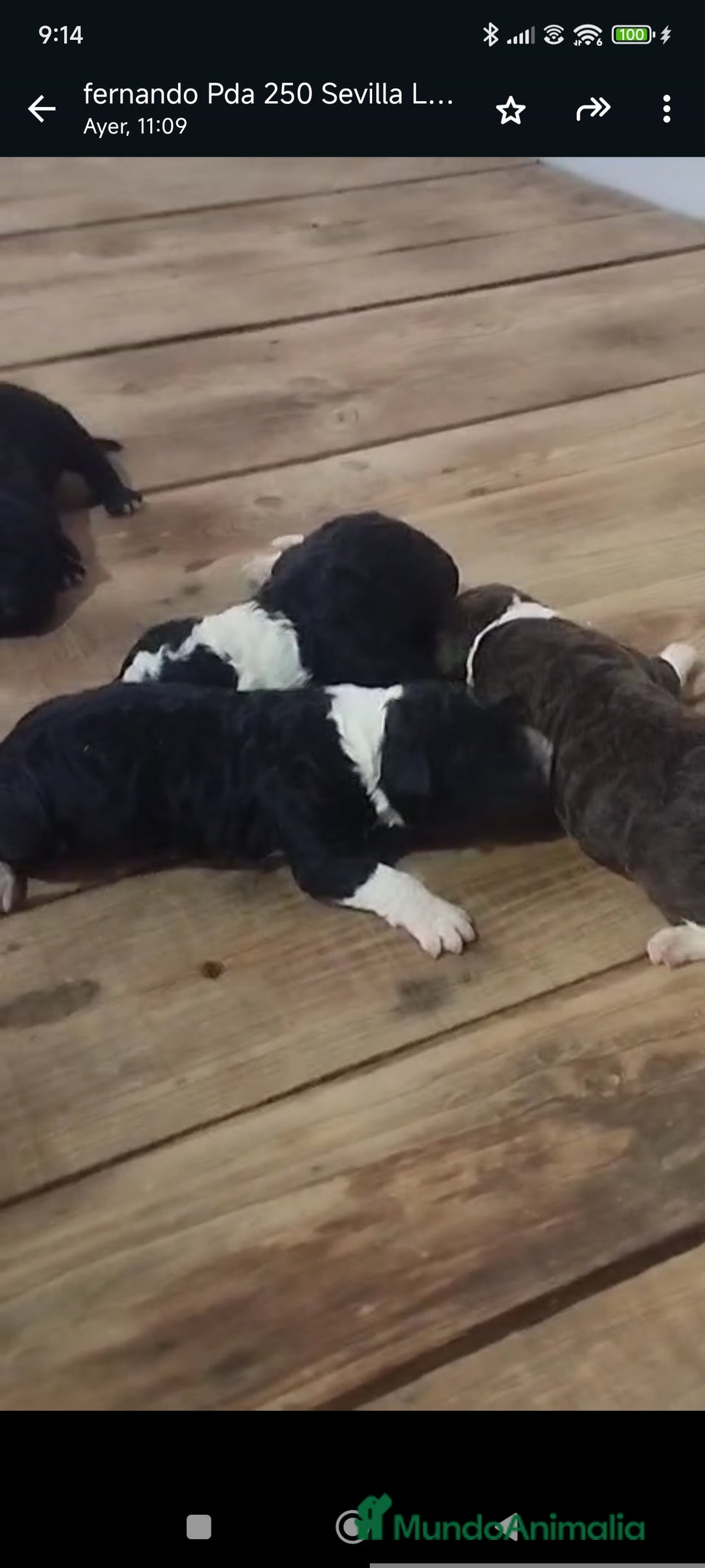 Perro de Agua Español perros en venta: Perros de agua  - Anuncio 1