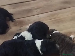 Perro de Agua Español perros Perros de agua - Anuncio 16