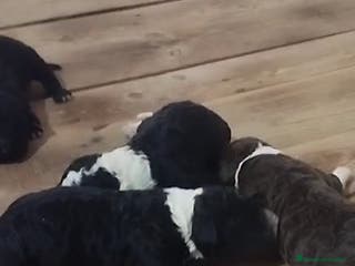 Perro de Agua Español perros Perros de agua - Anuncio 1