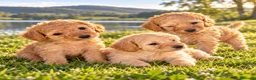 Caniche Toy perros en venta: Caniche toy - Anuncio 1