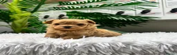 Maltipoo perros en venta: MALTIPOO COREANO 100% - Anuncio 4