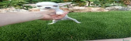 Chihuahua perros en venta: Machito Blanco Toy - Anuncio 2