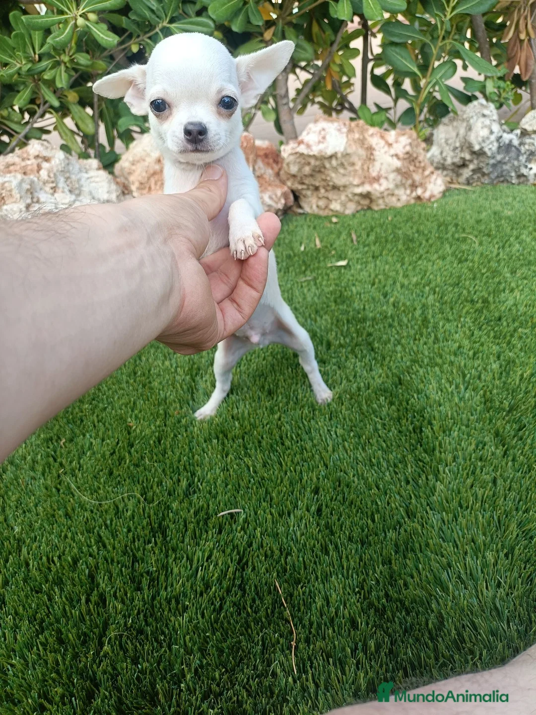 Chihuahua perros en venta: Machito Blanco Toy - Anuncio 2