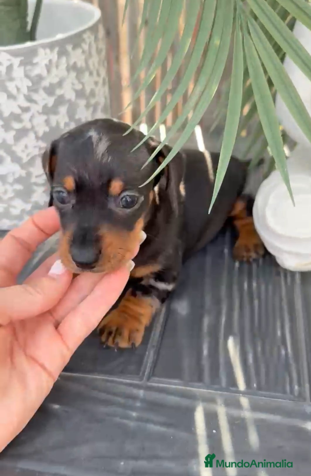 Teckel Miniatura perros Teckel n no atura - Anuncio 22