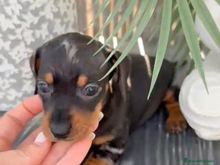 Teckel Miniatura perros - Anuncio 3