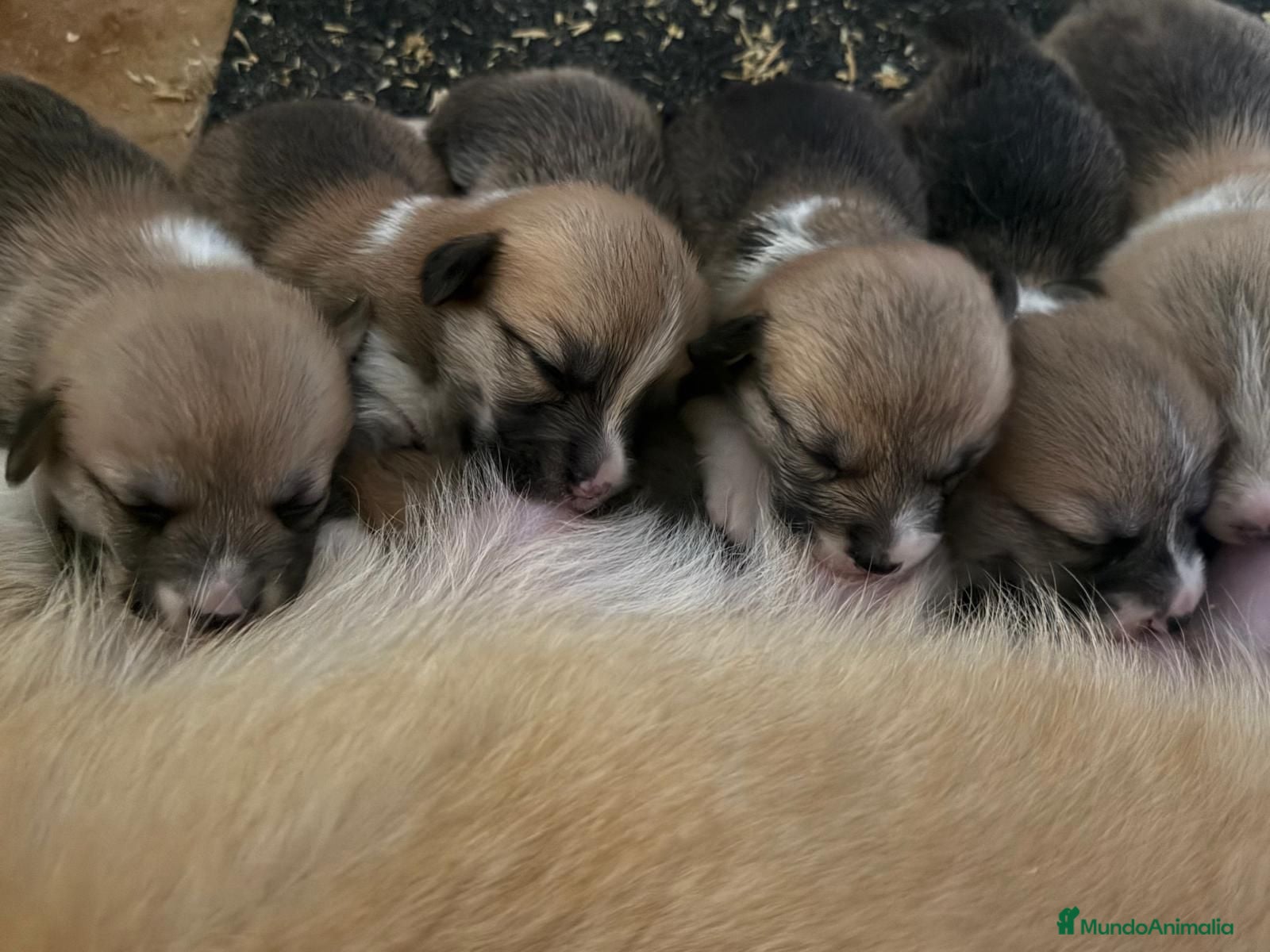 Welsh Corgi Pembroke perros Cachorros Corgi  | Criador pedigre garantia salud - Anuncio 2