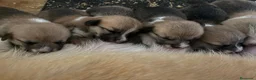 Welsh Corgi Pembroke perros en venta: Cachorros Corgi  | Criador pedigre garantia salud - Anuncio 2