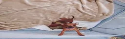 Pinscher Miniatura perros en venta: Pinscher miniatura rojos y negro fuego en Cáceres - Anuncio 2