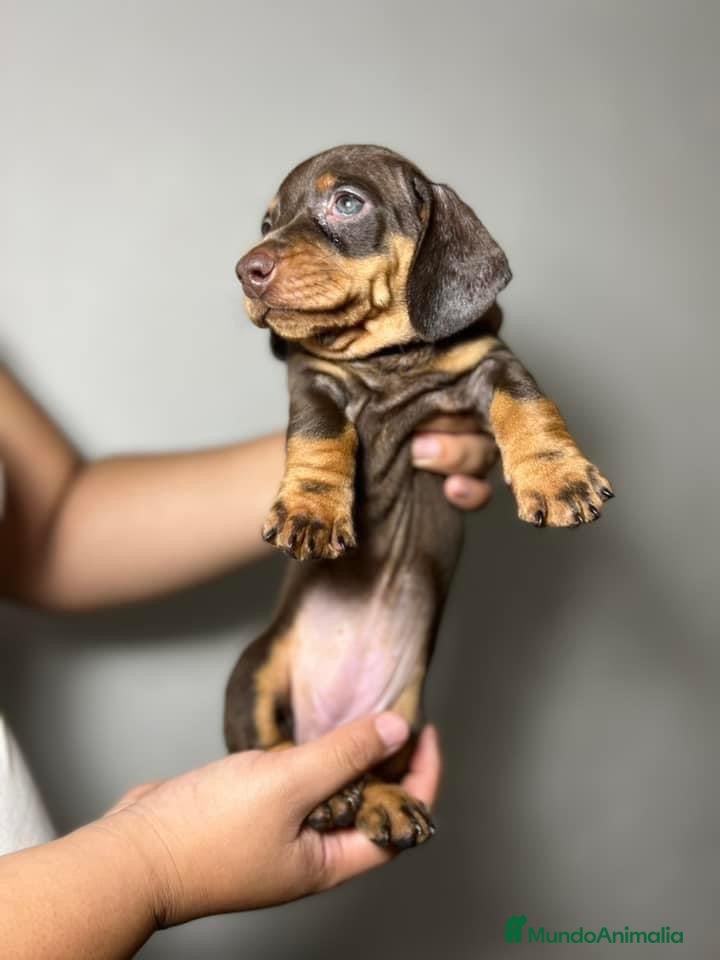 Teckel Miniatura perros Teckel listos para entregar  en Ciudad Real - Anuncio 18