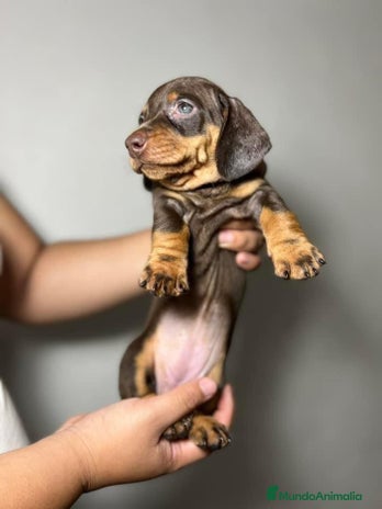 Teckel Miniatura perros Teckel listos para entregar en Ciudad Real - Anuncio 1