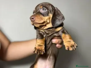 Teckel Miniatura perros Teckel listos para entregar en Ciudad Real - Anuncio 23