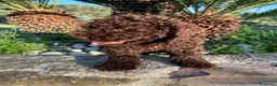 Perro de Agua Español perros en venta: perro de aguas cachorros  - Anuncio 6