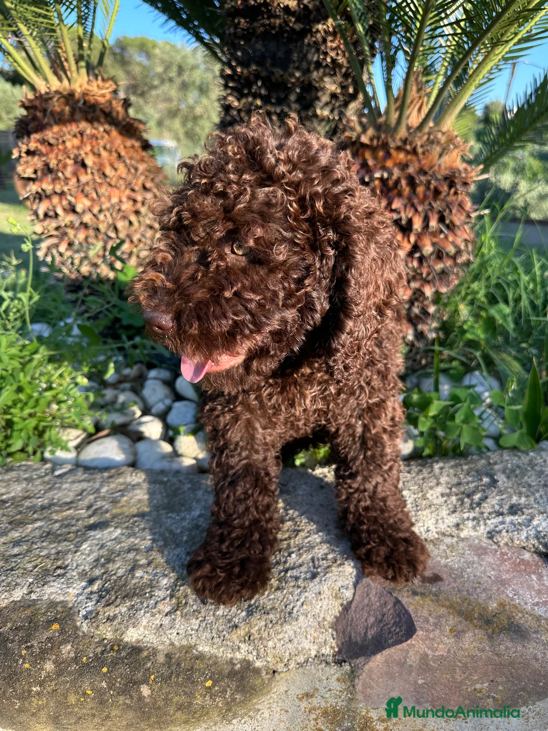 Perro de Agua Español perros en venta: perro de aguas cachorros  - Anuncio 6