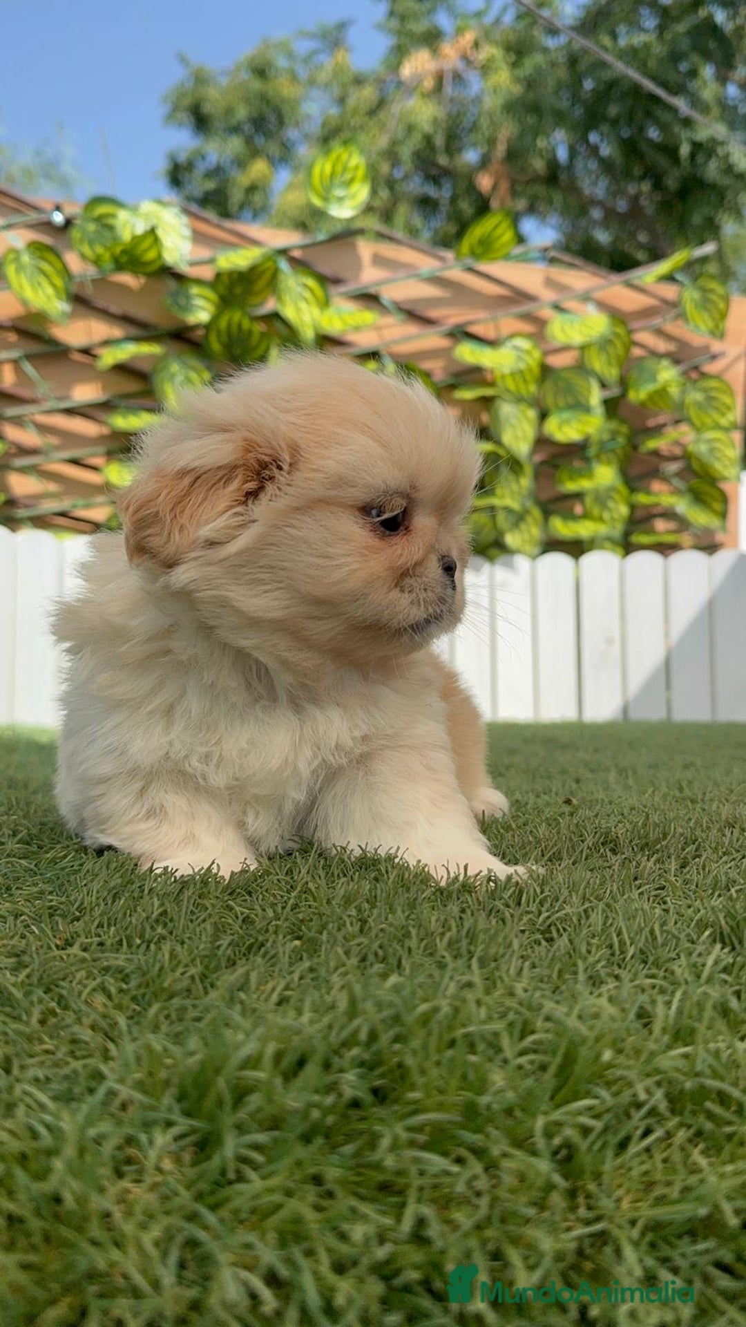 Pekinés perros en venta: PEKINES IMPERIAL HEMBRA - Imagen 3