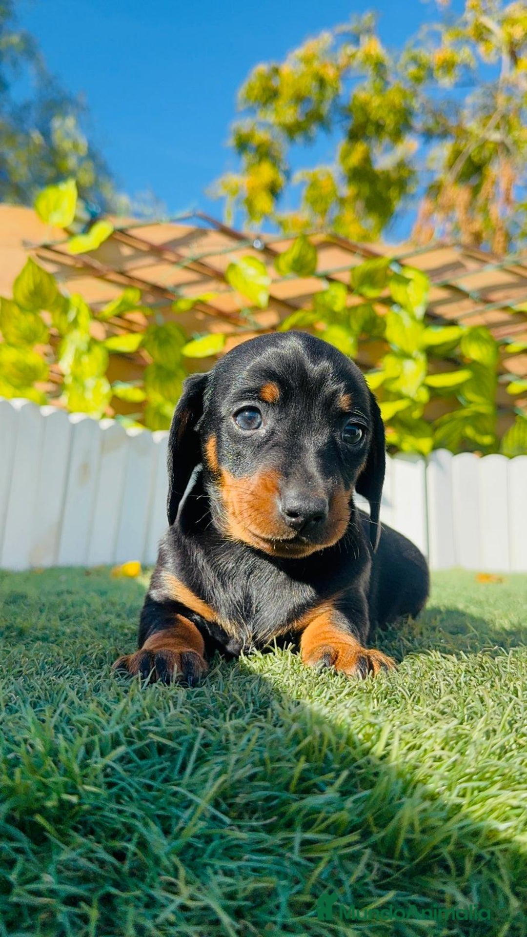 Teckel Miniatura perros en venta: TECKEL MINIATURA - Anuncio 28