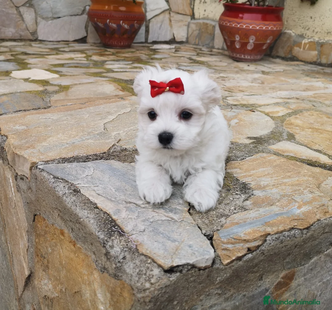 Bichón Maltés perros en venta: Bichón Maltés  en Barcelona - Anuncio 4