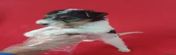 Fox Terrier de Pelo Duro perros en venta: Foxterrier Pelo Duro  - Anuncio 2