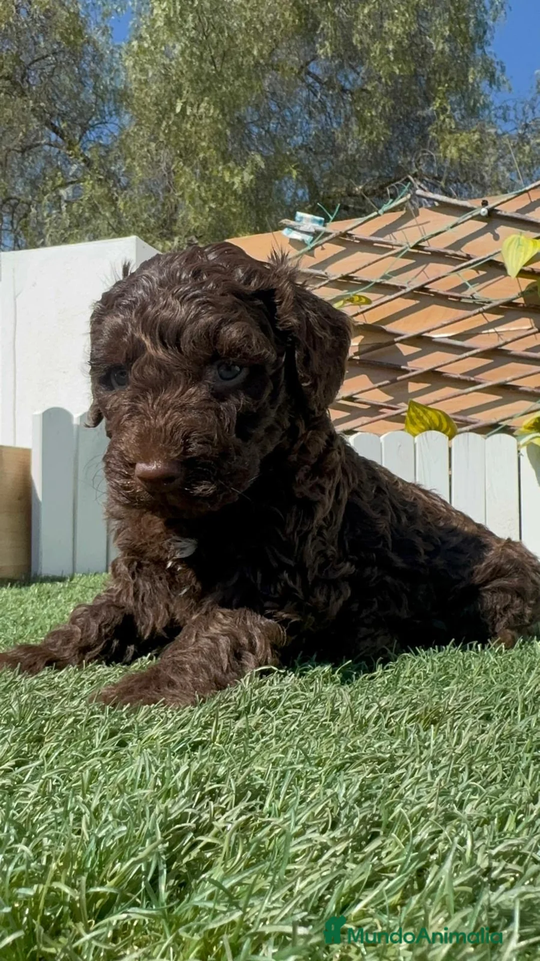 Perro de Agua Español perros en venta: PERRO DE AGUA  - Anuncio 13