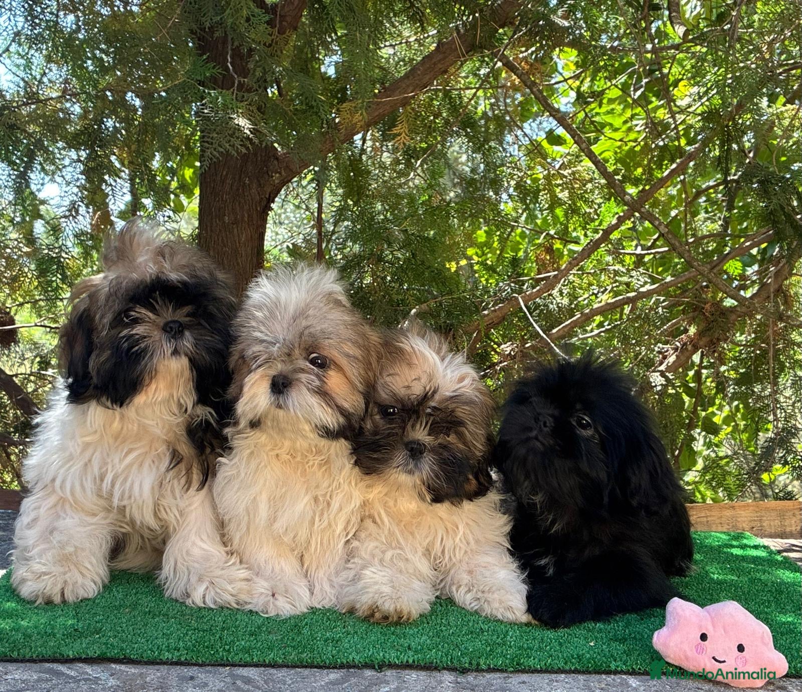 Shih Tzu perros Shih tzu - Anuncio 1