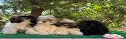 Shih Tzu perros en venta: Shih tzu - Anuncio 1