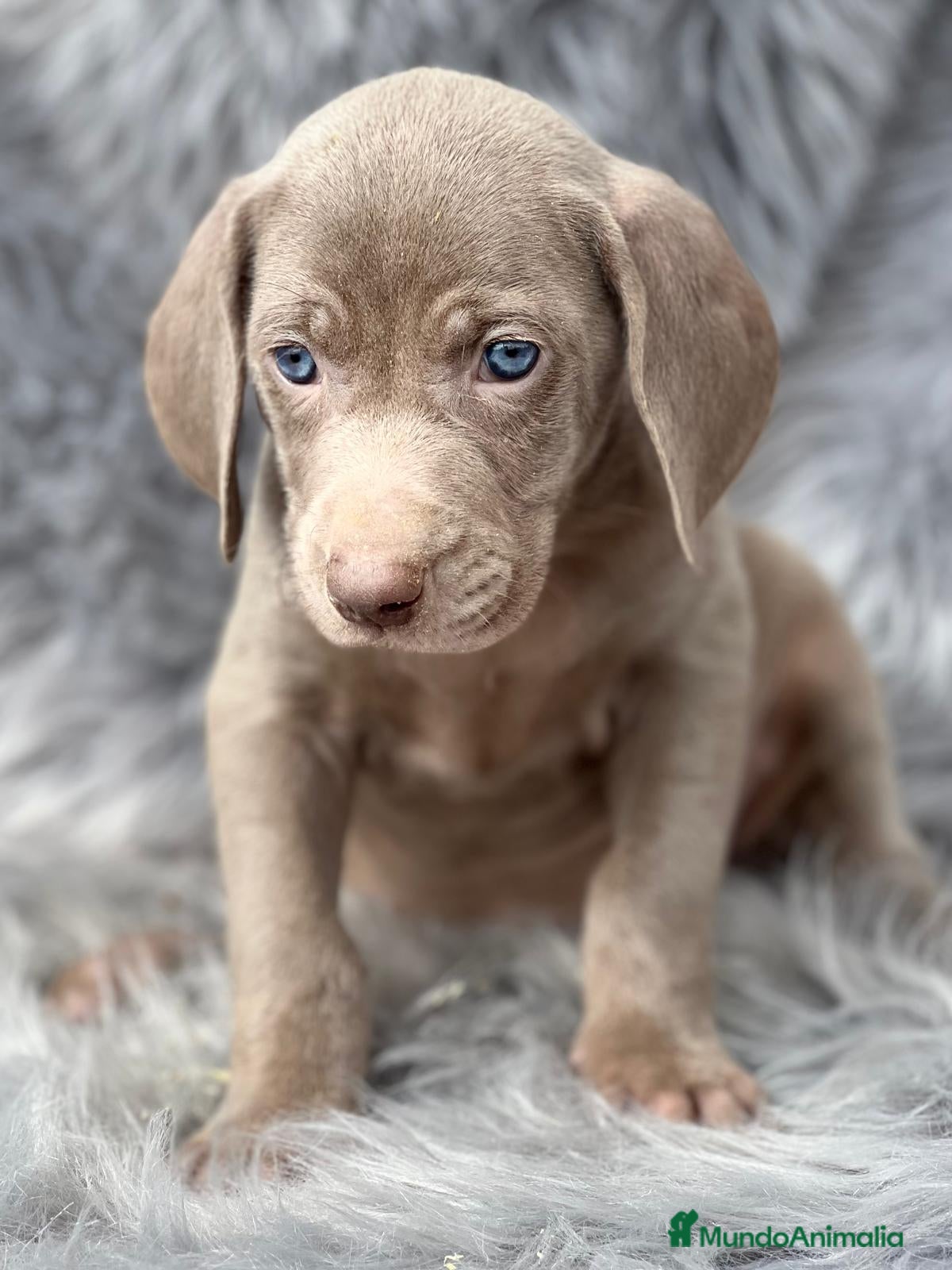 Weimaraner perros Braco de weimar en Barcelona - Anuncio 8