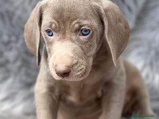 Weimaraner perros Braco de weimar en Barcelona - Anuncio 19