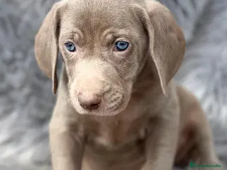 Weimaraner perros Braco de weimar en Barcelona - Anuncio 18