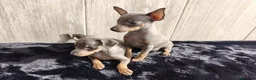 Ratón de Praga perros en venta: RATÓN DE PRAGA - Anuncio 4
