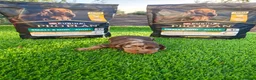 Teckel Miniatura perros en venta: Teckel miniatura  - Anuncio 3