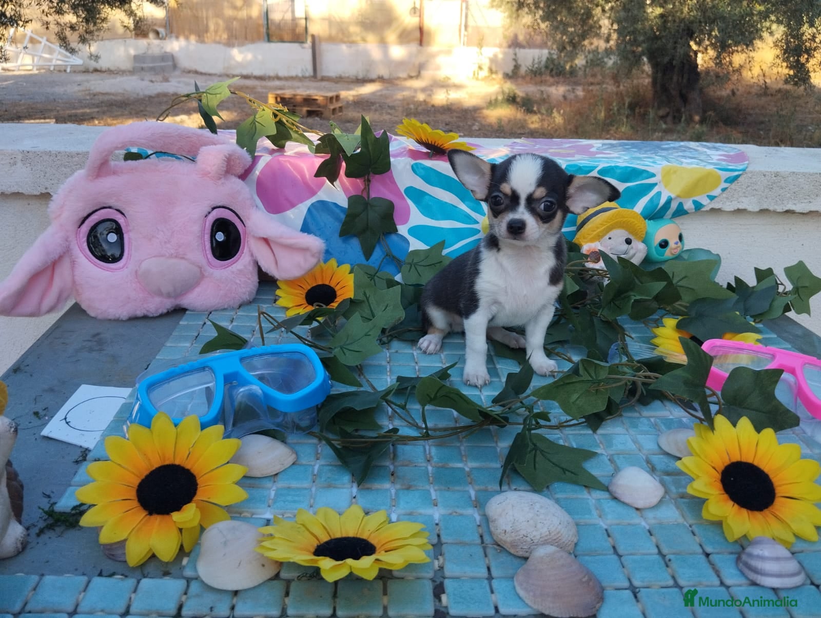 Chihuahua perros CHIHUAHUAS TOYS  - Anuncio 1