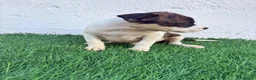 American Staffordshire-Terrier perros en venta: American Stanffordshire terrier - Anuncio 8
