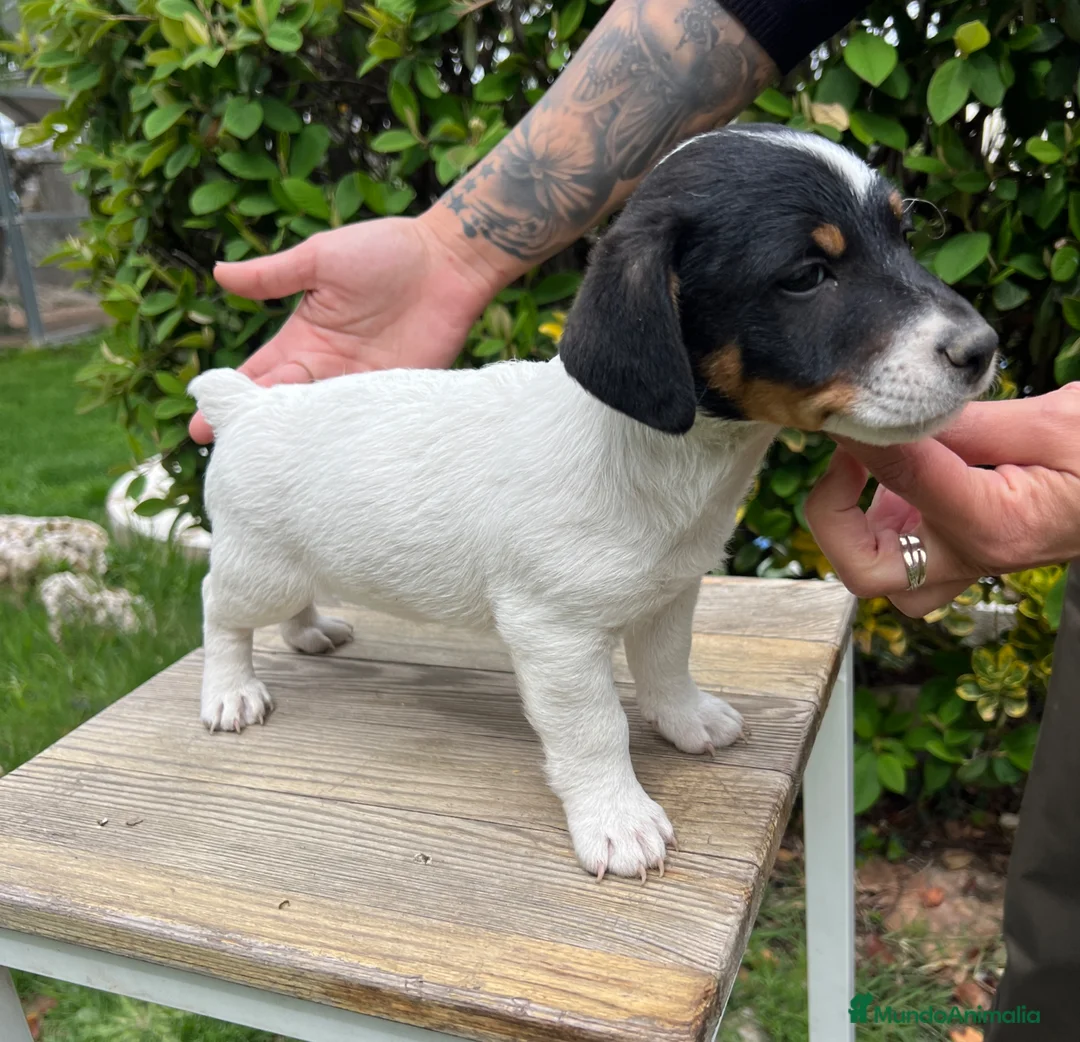 Jack Russell Terrier perros en venta: Jack Russell Terrier precio REAL! - Anuncio 1