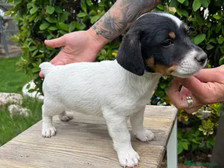 Jack Russell Terrier perros Jack Russell Terrier precio REAL! - Anuncio 2