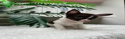 Chihuahua perros en venta: 🐾 CHIHUAHUA MACHO BICOLOR CHOCOLATE Y BLANCO 🐾 - Anuncio 14
