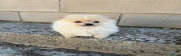 Pomerania perros en venta: Pomerania crema toy - Anuncio 3