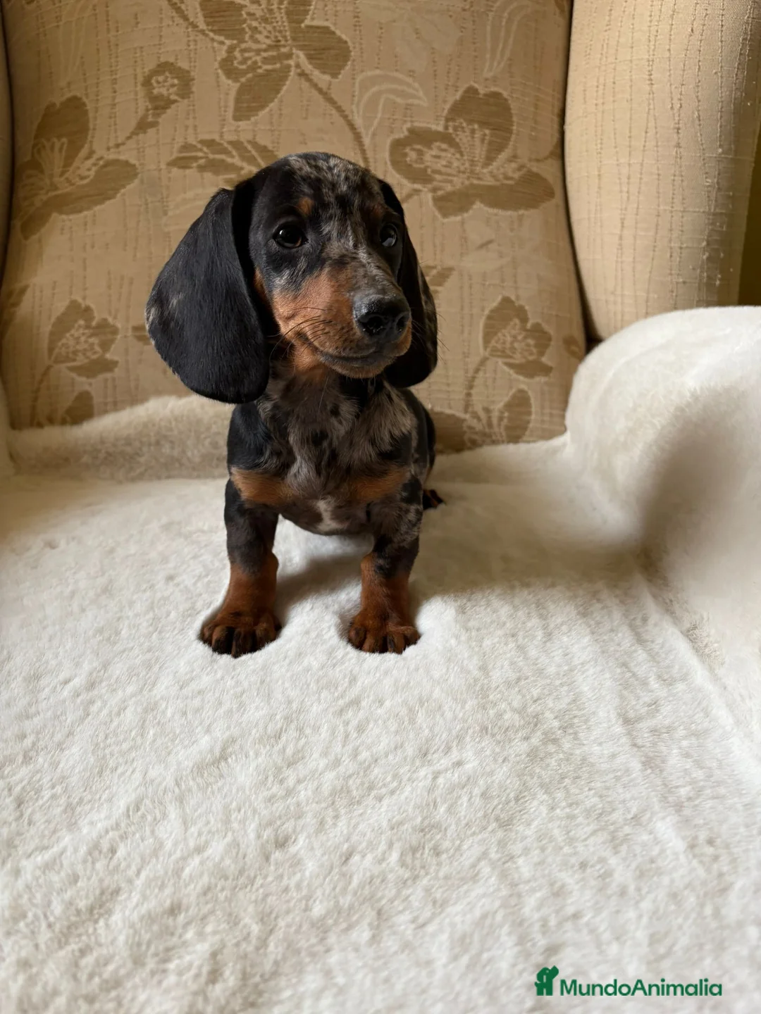 Teckel Miniatura perros en venta: cachorro de teckel miniatura arlequín Merle plata  - Anuncio 19