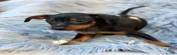 Pinscher Miniatura perros en venta: Mini pinscher macho 💙🐾 - Anuncio 2